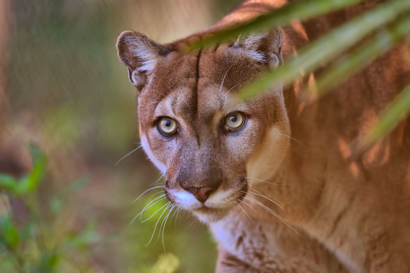 State Animal Of Florida